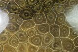 Polished Fossil Coral (Actinocyathus) - Morocco #136302-1